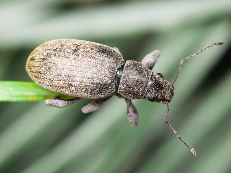 Brachyderes incanus (Linnaeus, 1758)
